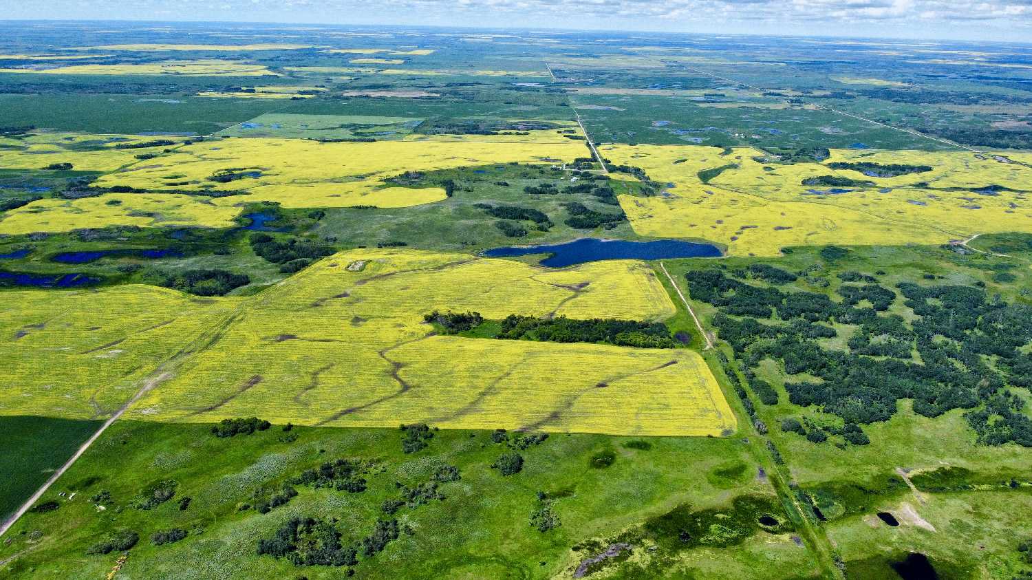 Crops just west of Highway 8 between Moosomin and Fairlight this week